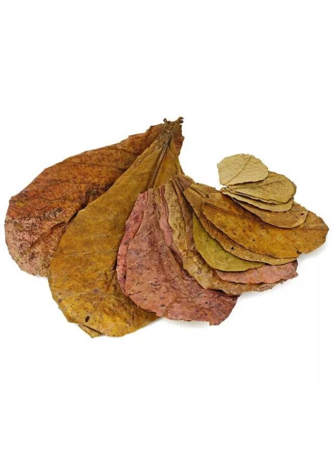 أوراق اللوز المجففة، كاتابا كيتابانج الهندية، الروبيان بيتا، أسماك الحوض - Image 2