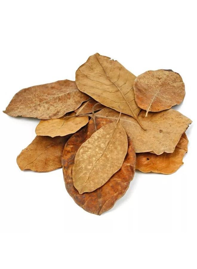 أوراق اللوز المجففة، كاتابا كيتابانج الهندية، الروبيان بيتا، أسماك الحوض - Image 3