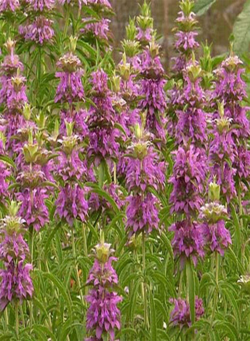 Lemon Mint Bee Balm Monarda Citriodora (PKD) - 6,00 Bulk Seeds