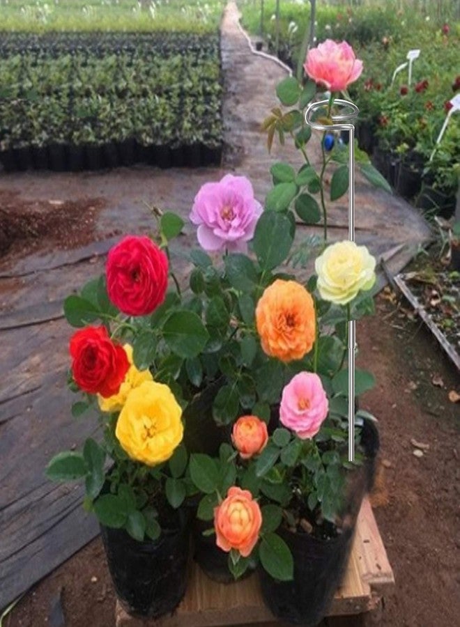 RAIKEDR 30 Inch Or 16 InchPlant Stakes for Flowers - 5 Pack (DIY), Stainless Steel Garden Tall Single Stem Support Stake Plant Cage Support Rings with Adjustable Height Fit Flowers, Plant Stable - Image 5