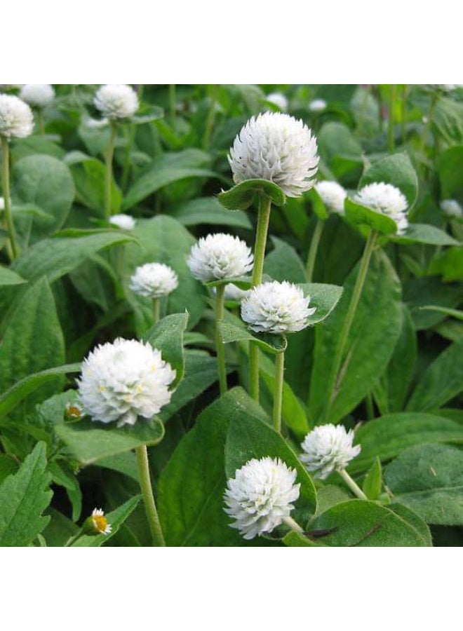 Gomphrena White Desi Flower Seeds