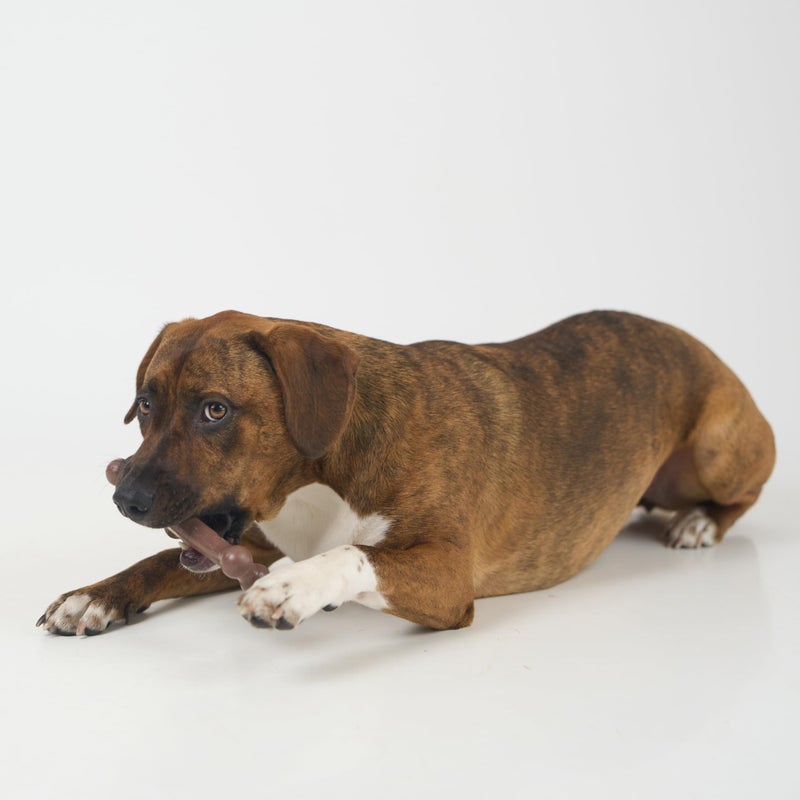 SPOT Bam-Bones Wishbone - Made with Strong Bamboo Fiber, Durable Long Lasting Dog Chew for Light to Moderate Chewers, Great Toy for Adult Dogs & Teething Puppies Under 50lbs, 7in, Bacon Flavor - Image 5