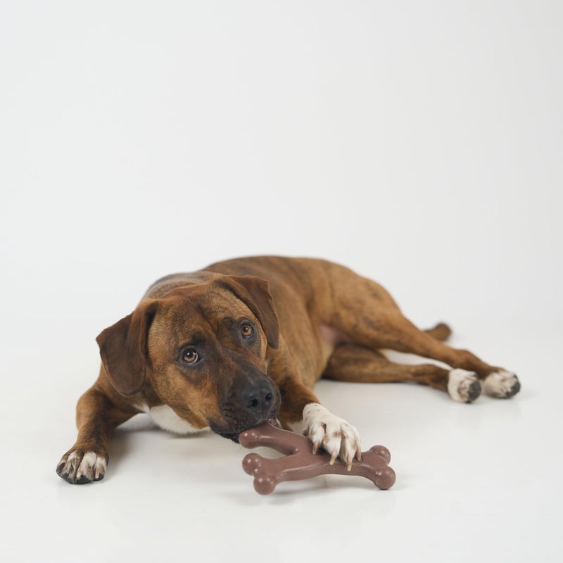 SPOT Bam-Bones Wishbone - Made with Strong Bamboo Fiber, Durable Long Lasting Dog Chew for Light to Moderate Chewers, Great Toy for Adult Dogs & Teething Puppies Under 50lbs, 7in, Bacon Flavor - Image 3