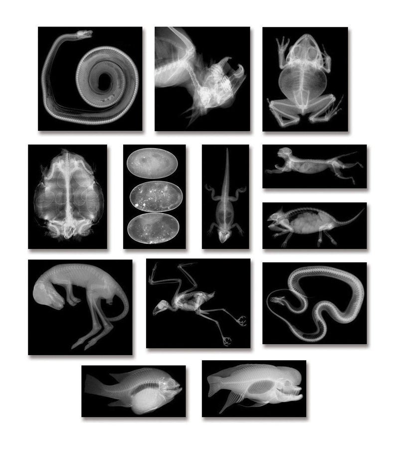 Roylco R5910 Animal XRays 8 x 10 28 Pieces - Image 1