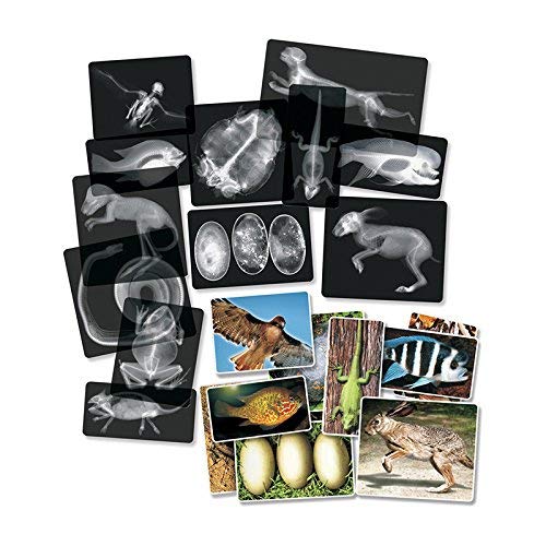 Roylco R5910 Animal XRays 8 x 10 28 Pieces - Image 3