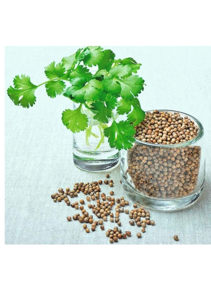 10 Gram Coriander Seeds for Planting Home Garden Outdoor Growing - Image 1
