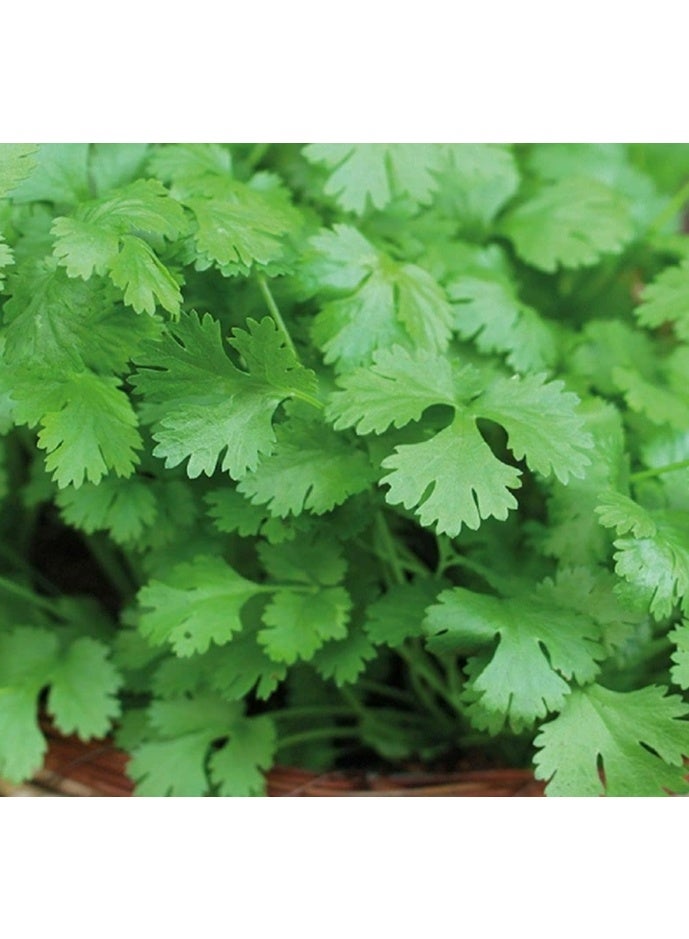 10 Gram Coriander Seeds for Planting Home Garden Outdoor Growing - Image 2