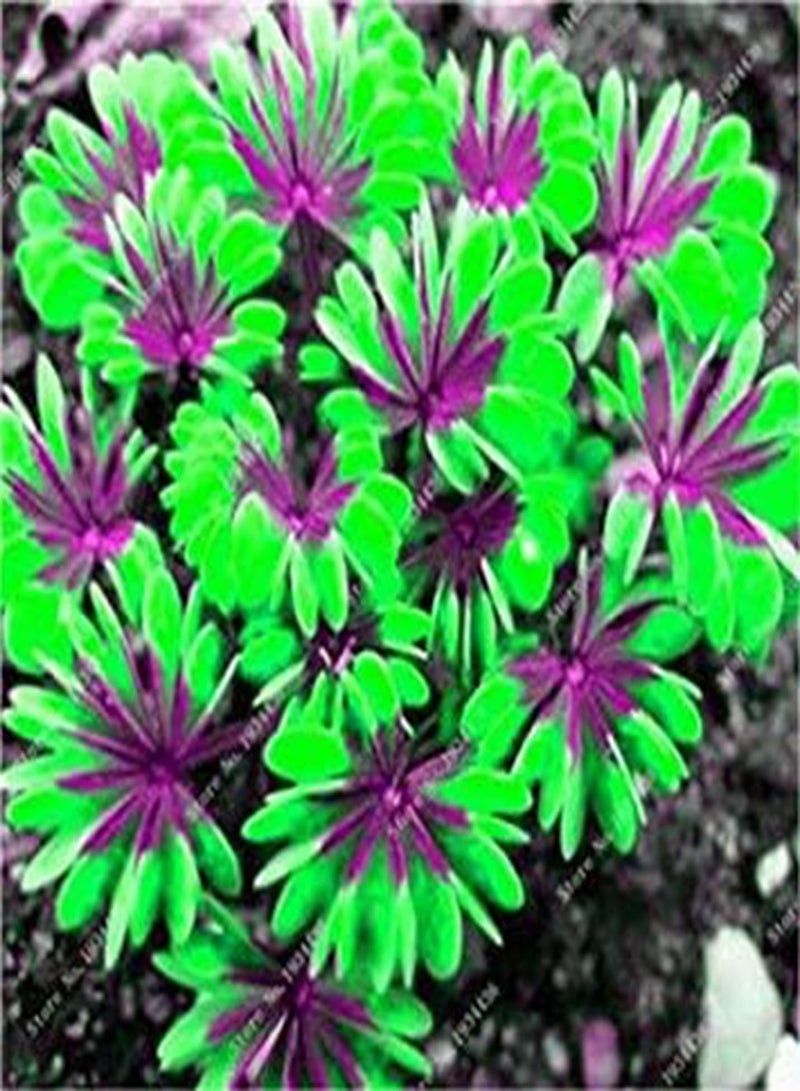 GGOOT . 10 Pcs Rare Exotic Rainbow Oxalis Wood Sorrel Flower, Oxalis Purple Shamrock Clover Perennial Flower Outdoor Home Garden: 24