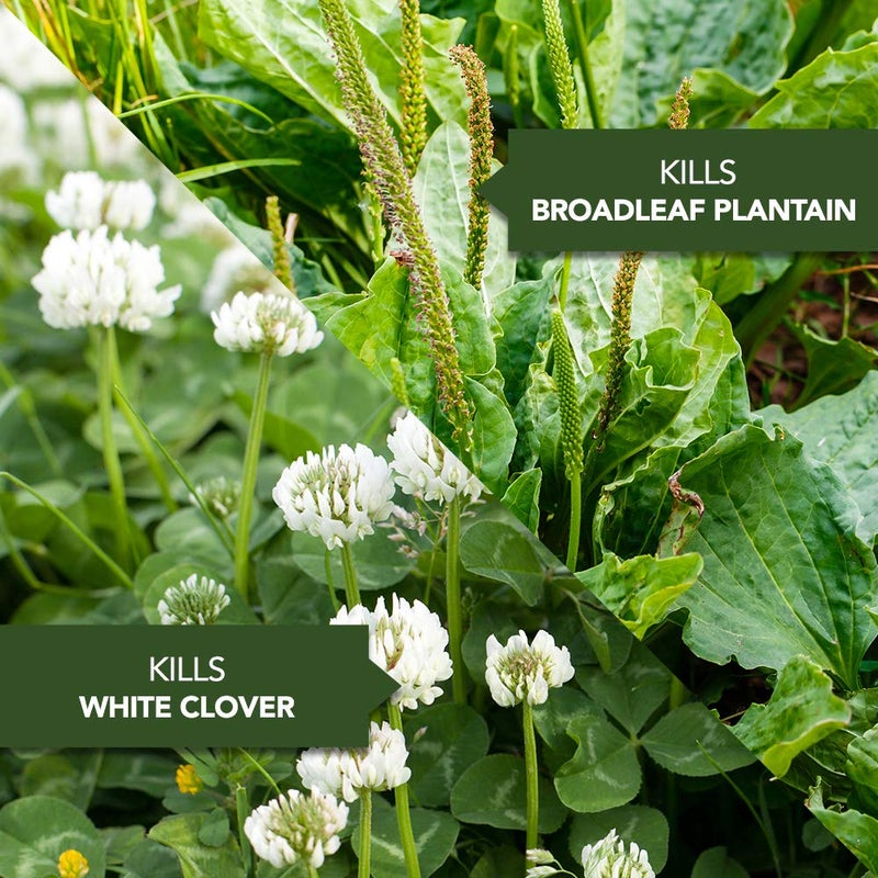 BioAdvanced Weed Killer for Lawns, Concentrate, 32oz - Image 4