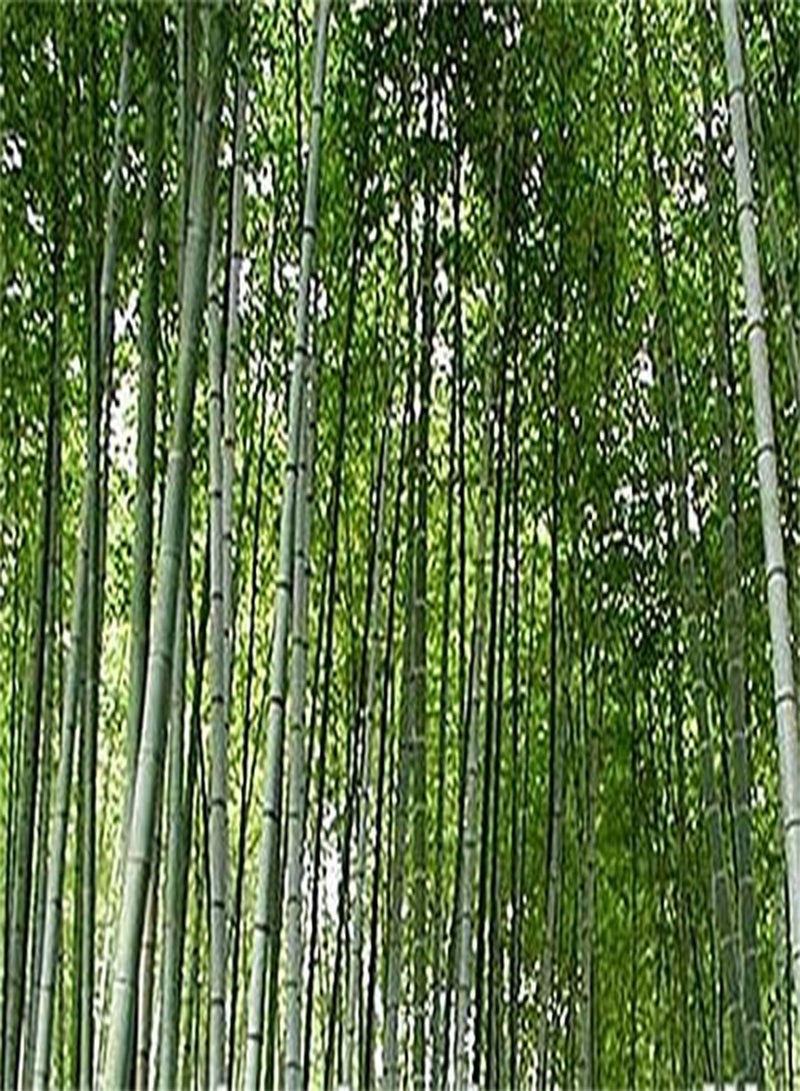 جي جوت بذور الخيزران العملاقة - حوالي 30 بذرة - سيتم تضمين تعليمات الزراعة - Image 2