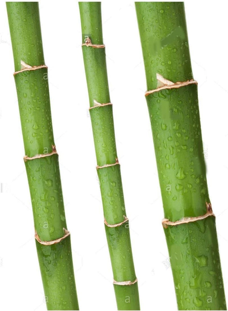 جي جوت بذور الخيزران العملاقة - حوالي 30 بذرة - سيتم تضمين تعليمات الزراعة - Image 1