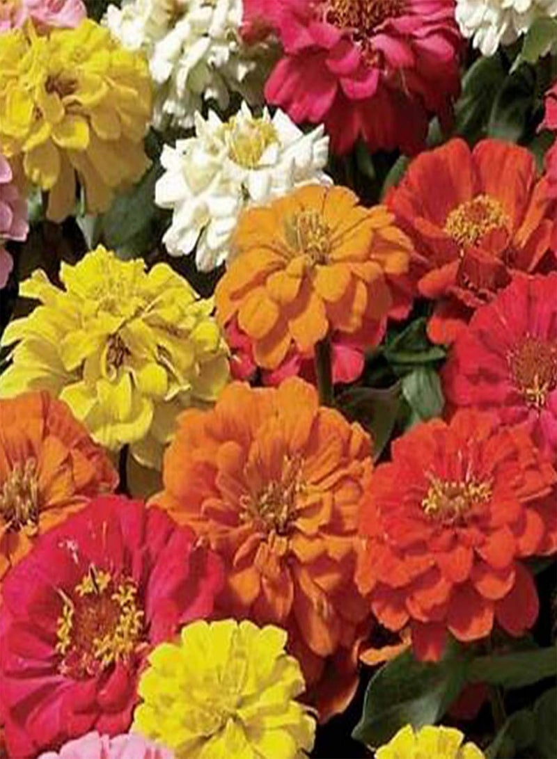 جي جوت 500 قطعة/حقيبة من بذور الزينيا، بذور زهور الباستيل متعددة الألوان المزخرفة الدائمة للزراعة في المنزل والحديقة والفناء الخارجي، 1 بذور زينيا - Image 4