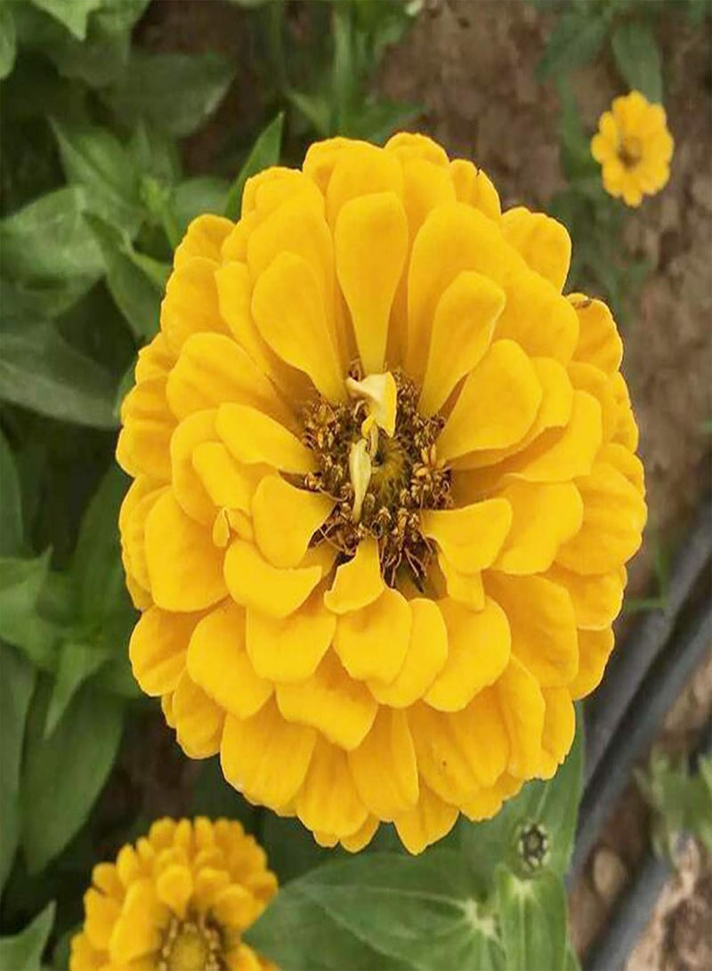 جي جوت 500 قطعة/حقيبة من بذور الزينيا، بذور زهور الباستيل متعددة الألوان المزخرفة الدائمة للزراعة في المنزل والحديقة والفناء الخارجي، 1 بذور زينيا - Image 5