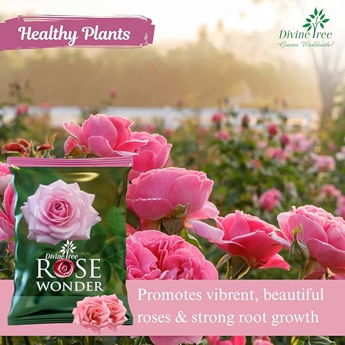 DIVINE TREE Fastroot Rooting Hormone Powder for Plants Cuttings - Boosts Propagation Success & Rosewonder Organic Bloom & Root Booster for Rose Plants - Promotes Stronger Blooms&Greener Leaves(250gm) - Image 4