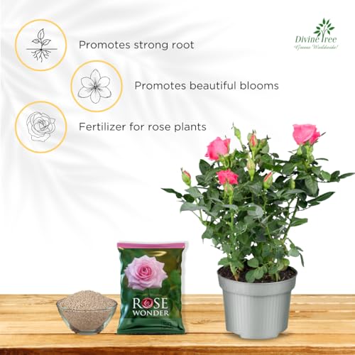 DIVINE TREE Fastroot Rooting Hormone Powder for Plants Cuttings - Boosts Propagation Success & Rosewonder Organic Bloom & Root Booster for Rose Plants - Promotes Stronger Blooms&Greener Leaves(250gm) - Image 5