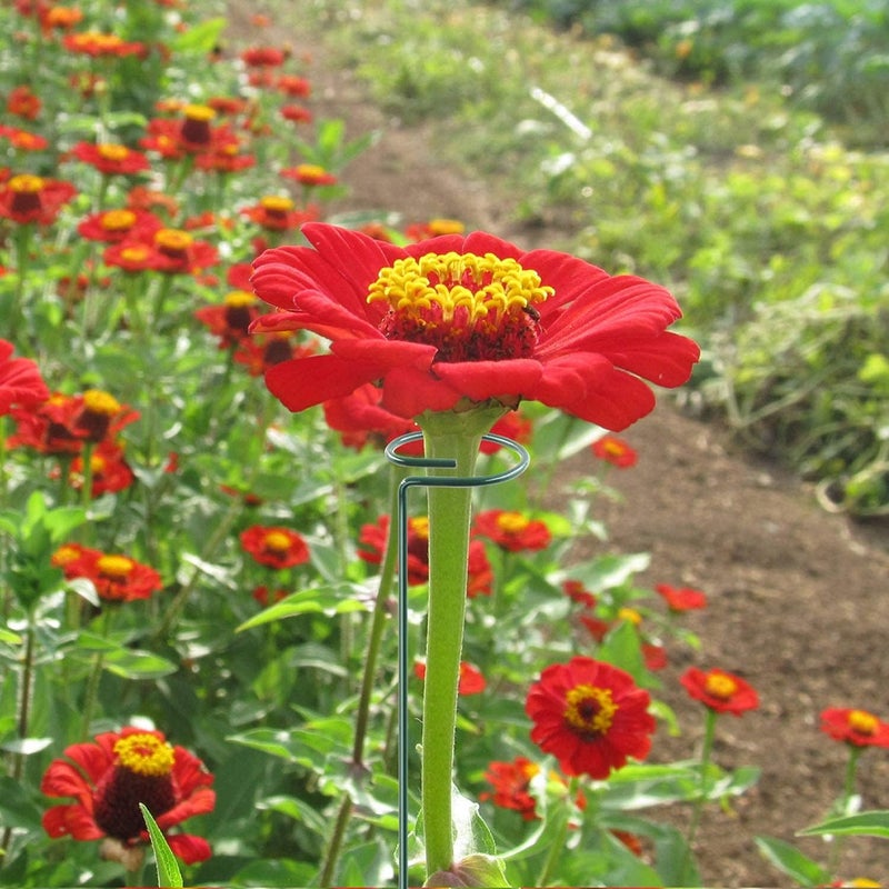 HiGift 20 Pack 24 Inch Plant Support Stakes, Single Stem Flower Support Stakes and Rings for The Garden, Metal Garden Stakes for Tall Plant Vegetables Amaryllis Orchid Lily Sunflower Rose Narcissus - Image 4