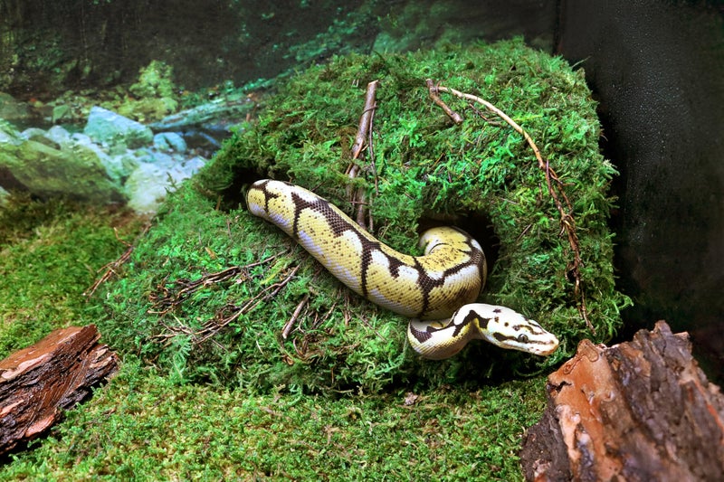 Galapagos GalÃ¡pagos (05370) Mossy Sapa Corner Hide - The Perfect Reptile Hide for Security and Comfort - A Natural and Secure Hide for Reptiles, Amphibians, and Invertebrates, L10â€ x W5.5â€ x H4.5â€ - Image 4