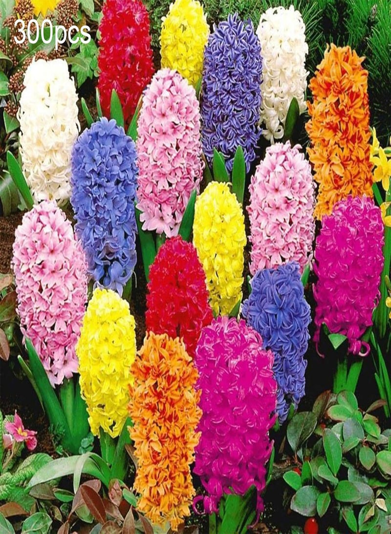 GGOOT 300Pcs/Bag Hyacinth seeds Environmentally Friendly Easy to Grow Fresh Hyacinth Flower seeds Family Rose Red Hyacinth seeds - Image 5