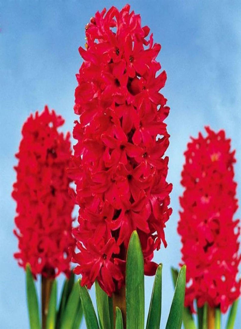 GGOOT 300Pcs/Bag Hyacinth seeds Environmentally Friendly Easy to Grow Fresh Hyacinth Flower seeds Family Rose Red Hyacinth seeds - Image 1