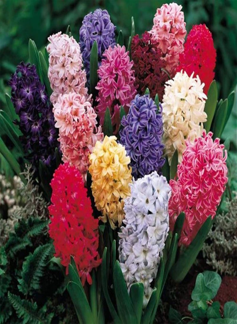 GGOOT 300Pcs/Bag Hyacinth seeds Environmentally Friendly Easy to Grow Fresh Hyacinth Flower seeds Family Rose Red Hyacinth seeds - Image 3