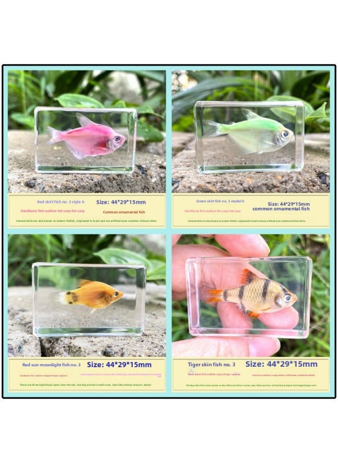 Insect Specimen Real Mono Fairy Amber Scarab Book Town Home Desk Decoration Mantis Spider Scorpion Factory-Color:No. 3 Tropical Fish Four  - Image 1