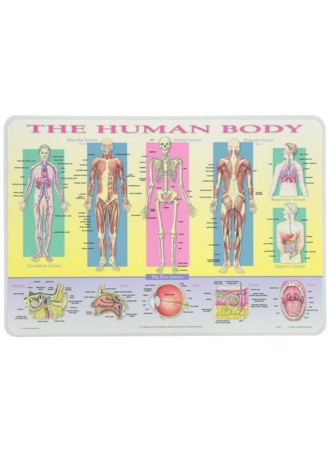 Human Body Placemat - pzsku/Z97907D9643E20E6A1B60Z/45/_/1686212957/c6c30ef2-4249-4abc-94ec-a5424b3d81ef