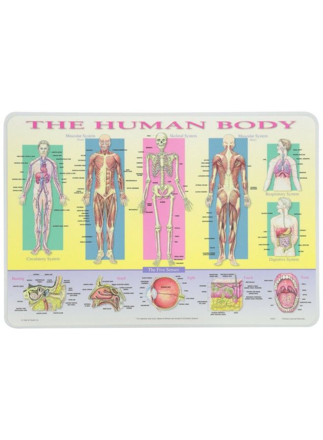 Painless Learning Human Body Placemat - Image 1