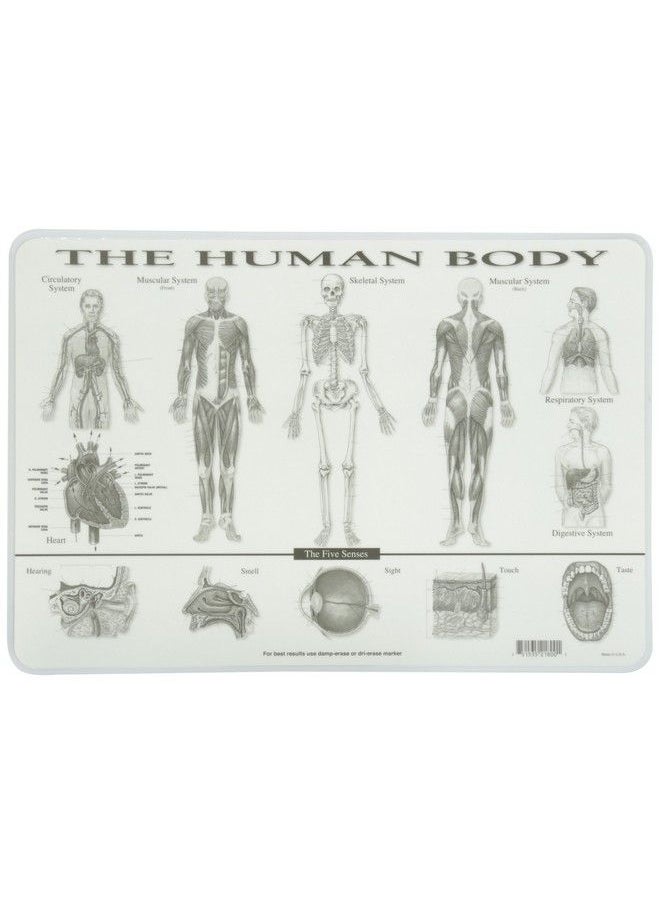 Human Body Placemat - pzsku/Z97907D9643E20E6A1B60Z/45/_/1686212958/506ddb3a-5b9b-4d4d-9c24-f212a16ffba3