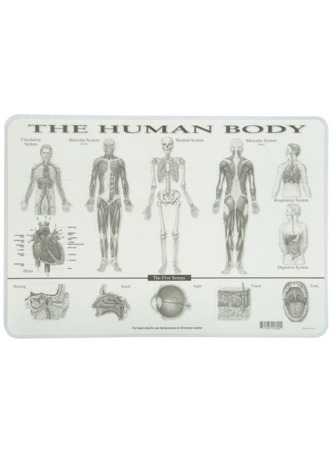 Painless Learning Human Body Placemat - Image 3