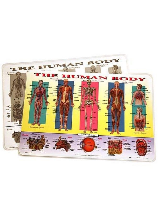 Painless Learning Human Body Placemat - Image 4