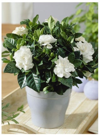 Gardenia - pzsku/Z97A8BAEA278ACDE872FEZ/45/_/1723244864/26b65cbb-f73a-4536-9897-eceb3c54a5d0