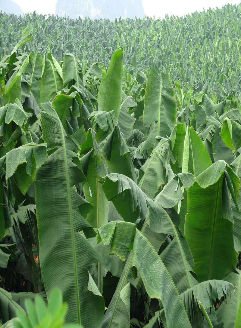 GGOOT 300pcs Banana Fruit Tree Seeds Bonsai Home Decor Plant - Image 3