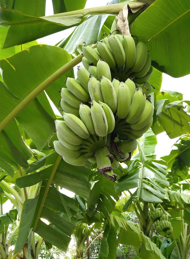 GGOOT 300pcs Banana Fruit Tree Seeds Bonsai Home Decor Plant - Image 1