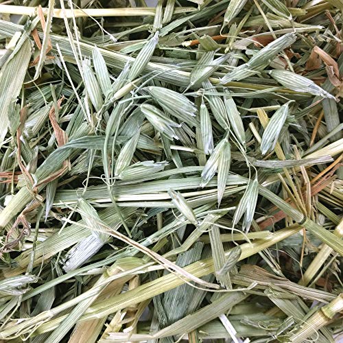 Oxbow Oat Hay, Rabbit & Guinea Pig Hay, High Fiber for Digestive Health, Grown in the USA, Veterinarian Recommended Small Pet Supplies, for Rabbits, Guinea Pigs, & Chinchillas, 15 oz. - Image 5