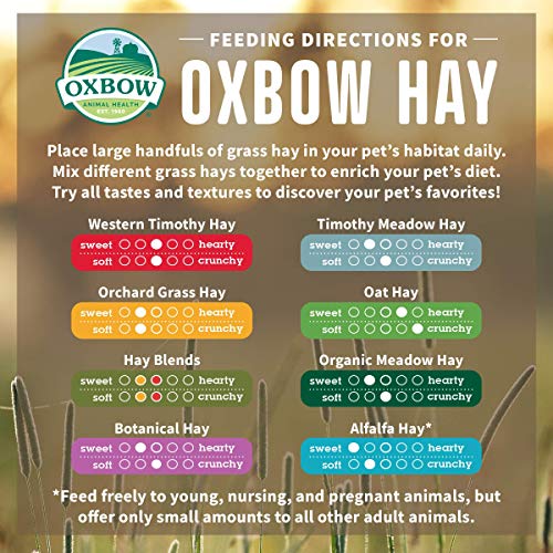 Oxbow Oat Hay, Rabbit & Guinea Pig Hay, High Fiber for Digestive Health, Grown in the USA, Veterinarian Recommended Small Pet Supplies, for Rabbits, Guinea Pigs, & Chinchillas, 15 oz. - Image 4
