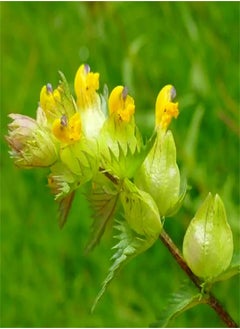 Wildflower Seeds UK - Yellow Rattle Seeds, Land Needs, Flowering Plants, Decorate Garden