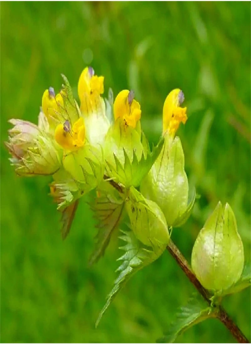 GGOOT - Wildflower Seeds UK - Yellow Rattle Seeds, Land Needs, Flowering Plants, Decorate Garden - Image 1