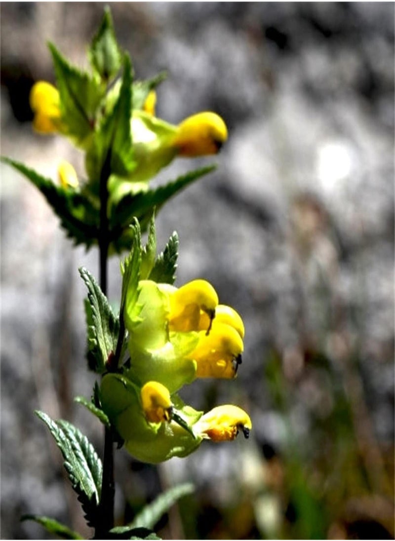 GGOOT - Wildflower Seeds UK - Yellow Rattle Seeds, Land Needs, Flowering Plants, Decorate Garden - Image 1