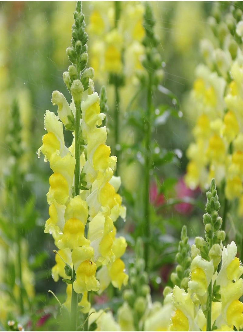 GGOOT - Wildflower Seeds UK - Yellow Rattle Seeds, Land Needs, Flowering Plants, Decorate Garden - Image 1