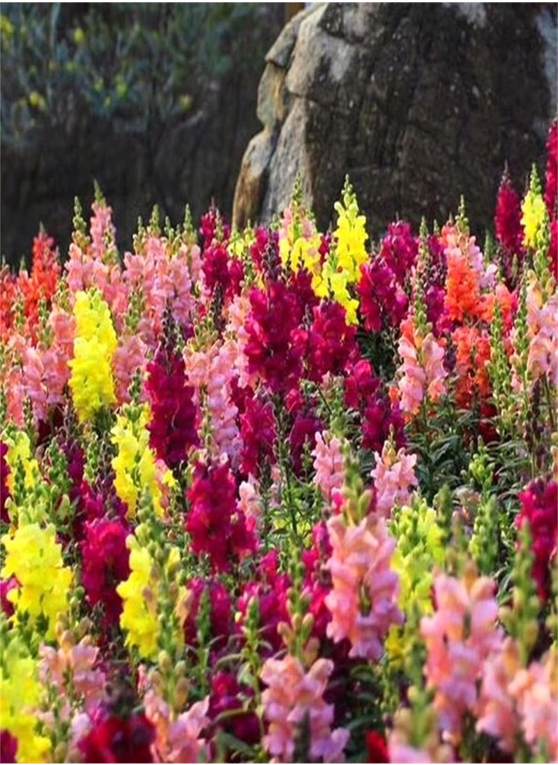 GGOOT - Wildflower Seeds UK - Yellow Rattle Seeds, Land Needs, Flowering Plants, Decorate Garden - Image 1