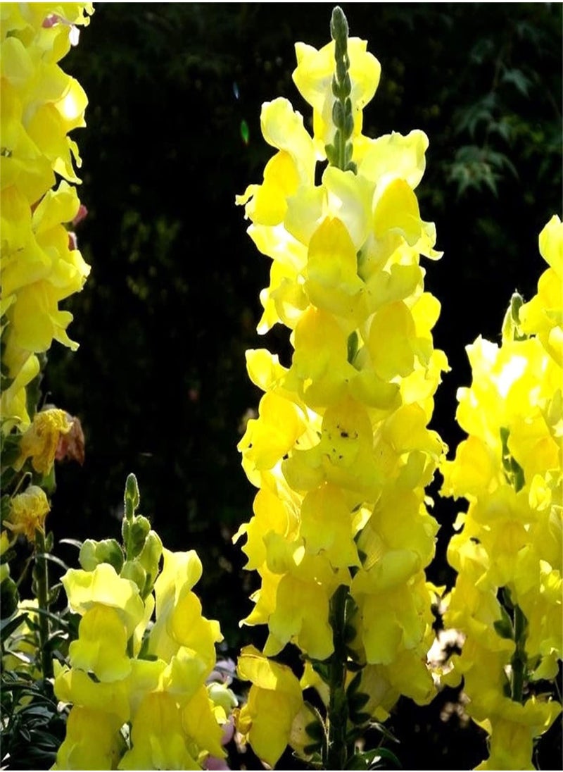GGOOT - Wildflower Seeds UK - Yellow Rattle Seeds, Land Needs, Flowering Plants, Decorate Garden - Image 1