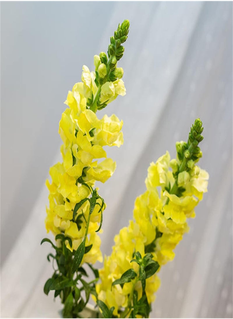GGOOT - Wildflower Seeds UK - Yellow Rattle Seeds, Land Needs, Flowering Plants, Decorate Garden - Image 1