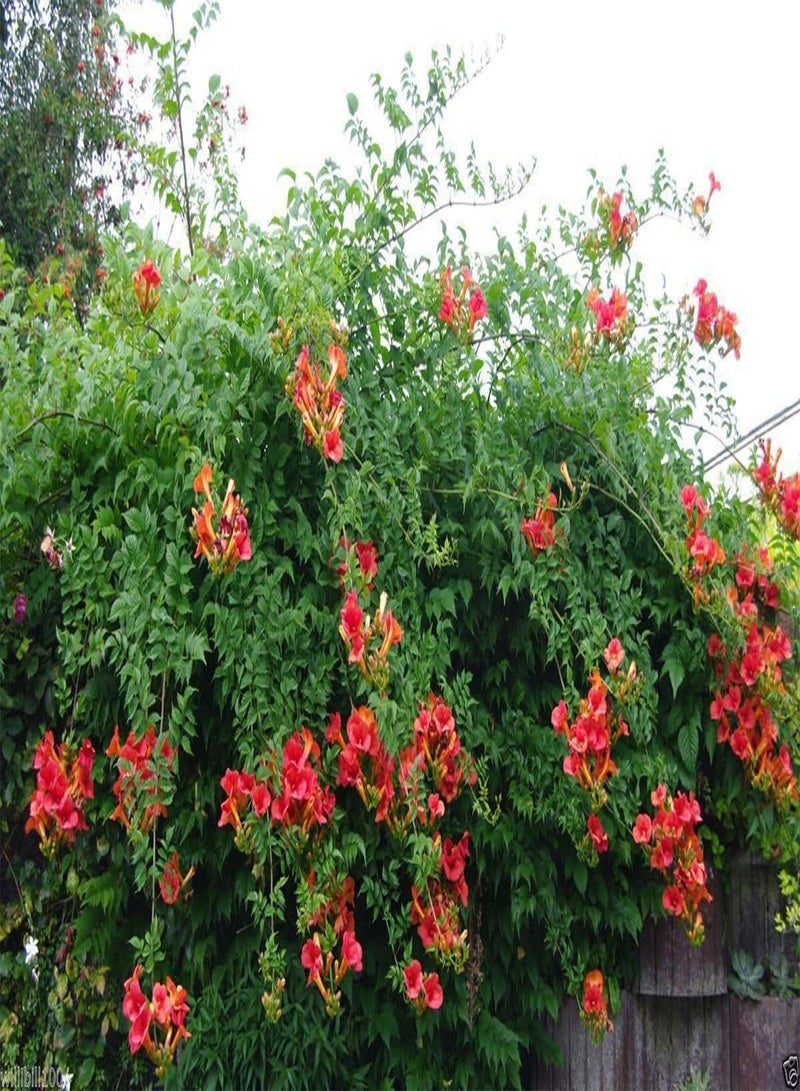 GGOOT Seeds,(Red Trumpet Vines ) - Hummingbird favorite !(100 Seeds) - Image 1