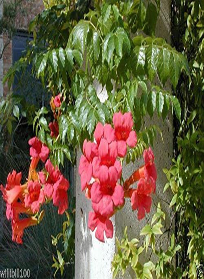GGOOT Seeds,(Red Trumpet Vines ) - Hummingbird favorite !(100 Seeds) - Image 3