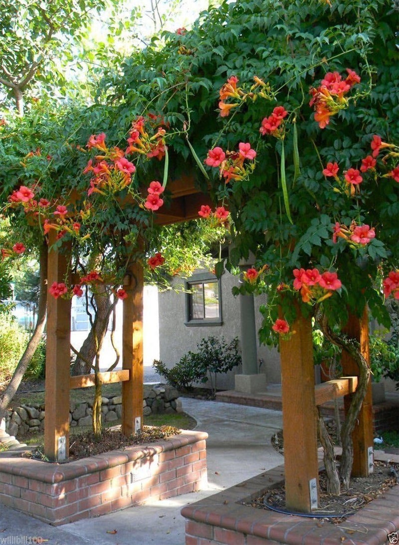 GGOOT Seeds,(Red Trumpet Vines ) - Hummingbird favorite !(100 Seeds) - Image 4