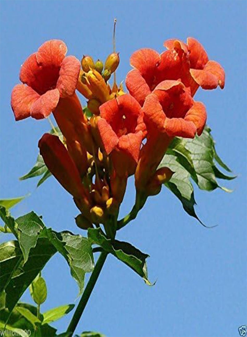 GGOOT Seeds,(Red Trumpet Vines ) - Hummingbird favorite !(100 Seeds) - Image 2