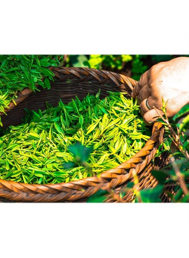 Eco Amenities Travel Size Body Wash – 72 Pack, 0.75 oz Small Tubes with Twist Cap, Green Tea Scent, Bulk Case of Individually Packaged Hotel Size Toiletries, Mini Body Wash for Guests of Airbnbs, BNBs - Image 5