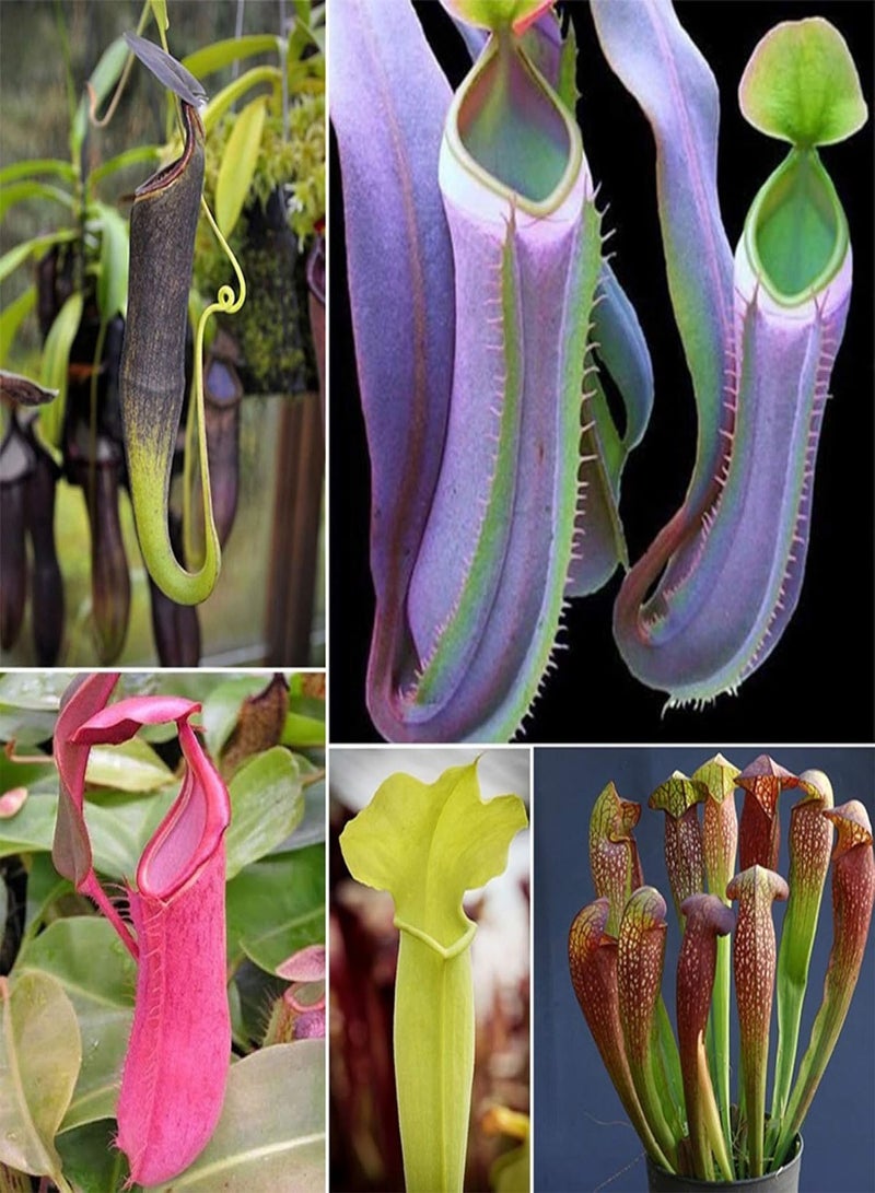 GGOOT Green Garden Flower Plants-20Pcs Nepenthes Seeds Garden Balcony Roof Bonsai Carnivorous Pitcher Plants - White (20PCS) Nepenthes Seeds - Image 2