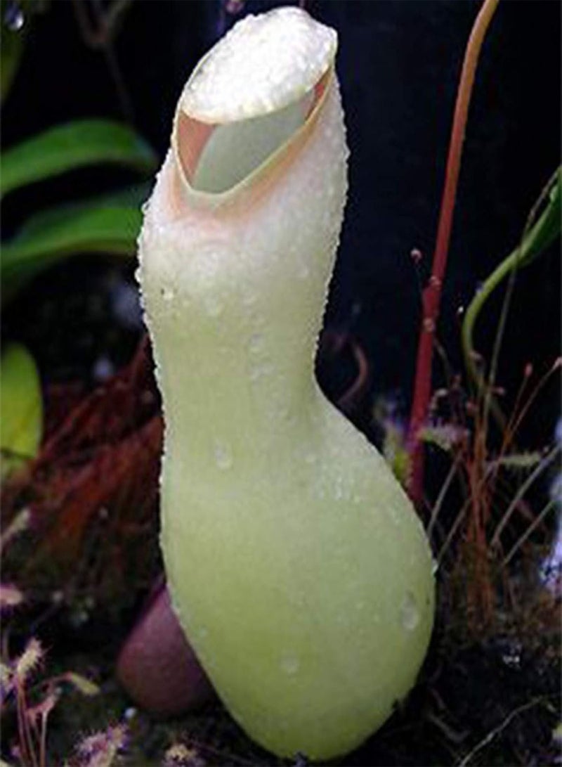 GGOOT Green Garden Flower Plants-20Pcs Nepenthes Seeds Garden Balcony Roof Bonsai Carnivorous Pitcher Plants - White (20PCS) Nepenthes Seeds - Image 1