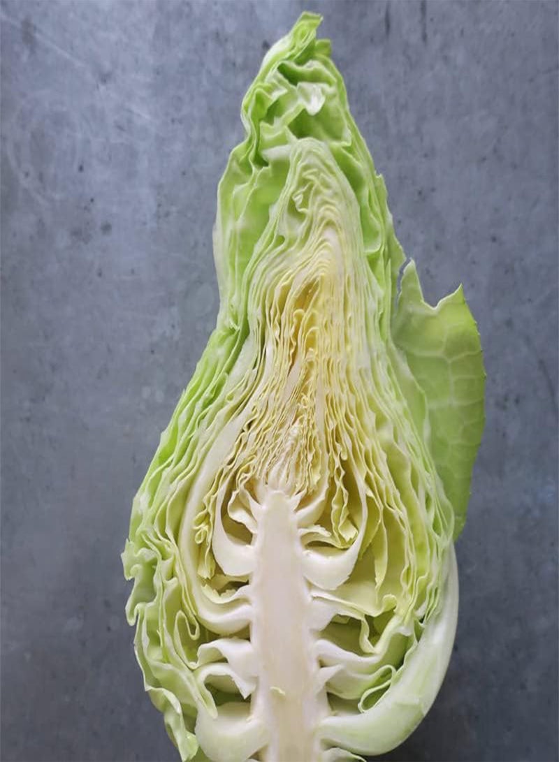 GGOOT Cabbage-Early Jersey Wakefield (200 Seeds) - Image 3
